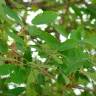 Fotografia 5 da espécie Quercus canariensis do Jardim Botânico UTAD