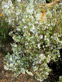 Fotografia da espécie Rosmarinus officinalis var. officinalis