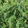Fotografia 2 da espécie Astragalus boeticus do Jardim Botânico UTAD