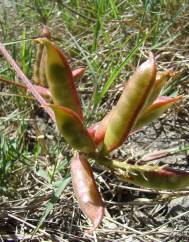 Astragalus boeticus