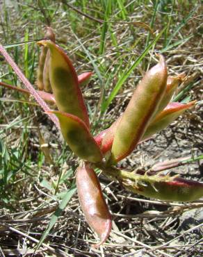 Fotografia 1 da espécie Astragalus boeticus no Jardim Botânico UTAD