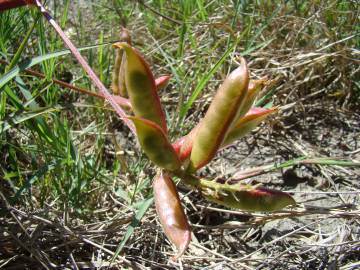 Fotografia da espécie Astragalus boeticus
