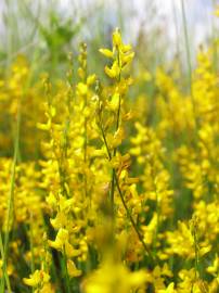 Fotografia da espécie Genista micrantha