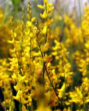 Fotografia da espécie Genista micrantha