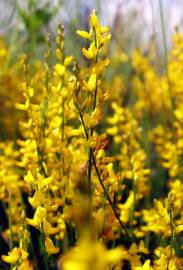 Fotografia da espécie Genista micrantha