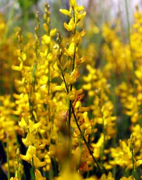 Fotografia 1 da espécie Genista micrantha no Jardim Botânico UTAD