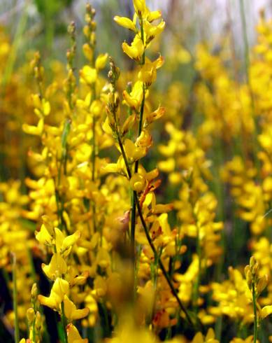 Fotografia de capa Genista micrantha - do Jardim Botânico