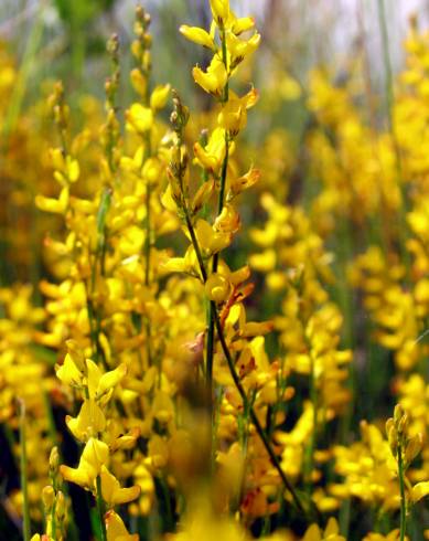 Fotografia de capa Genista micrantha - do Jardim Botânico