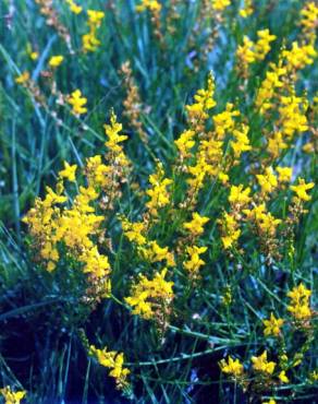 Fotografia 3 da espécie Genista micrantha no Jardim Botânico UTAD