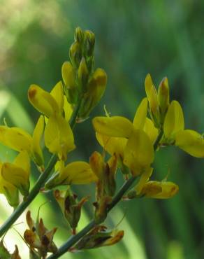 Fotografia 4 da espécie Genista micrantha no Jardim Botânico UTAD