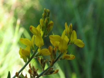 Fotografia da espécie Genista micrantha