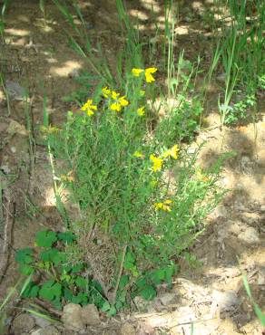 Fotografia 3 da espécie Genista tournefortii subesp. tournefortii no Jardim Botânico UTAD