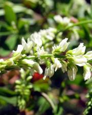 Fotografia da espécie Melilotus albus