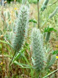 Fotografia da espécie Trifolium angustifolium