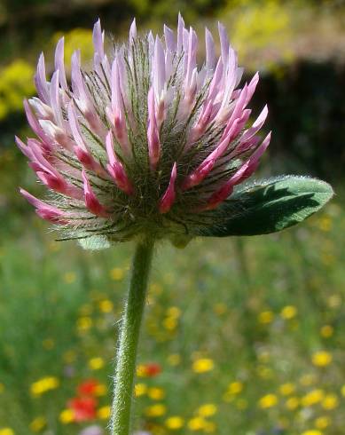 Fotografia de capa Trifolium hirtum - do Jardim Botânico