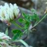 Fotografia 2 da espécie Trifolium nigrescens subesp. nigrescens do Jardim Botânico UTAD