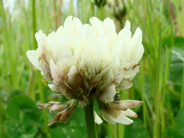 Fotografia da espécie Trifolium repens var. repens