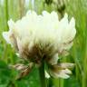 Fotografia 1 da espécie Trifolium repens var. repens do Jardim Botânico UTAD