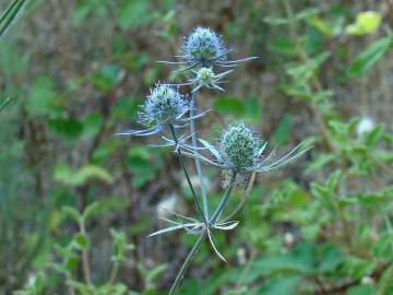 Fotografia da espécie Eryngium tenue