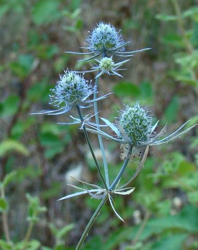 Fotografia de capa Eryngium tenue - do Jardim Botânico