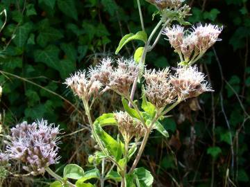 Fotografia da espécie Eupatorium cannabinum subesp. cannabinum