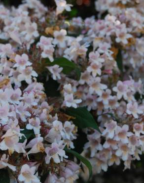 Fotografia 3 da espécie Abelia x grandiflora no Jardim Botânico UTAD