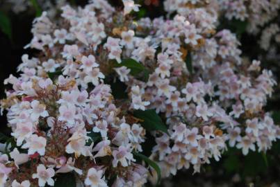 Fotografia da espécie Abelia x grandiflora