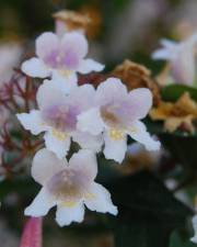 Fotografia da espécie Abelia x grandiflora