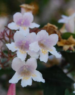 Fotografia 1 da espécie Abelia x grandiflora no Jardim Botânico UTAD