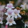 Fotografia 1 da espécie Abelia x grandiflora do Jardim Botânico UTAD