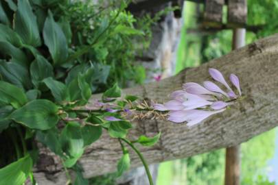 Fotografia da espécie Hosta capitata