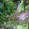 Fotografia 3 da espécie Hosta capitata do Jardim Botânico UTAD