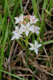 Fotografia da espécie Menyanthes trifoliata