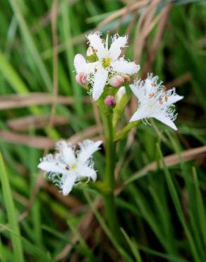 Fotografia 3 da espécie Menyanthes trifoliata no Jardim Botânico UTAD