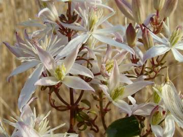 Fotografia da espécie Clematis flammula
