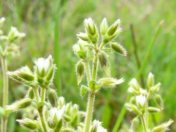 Fotografia da espécie Cerastium glomeratum