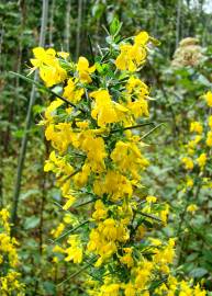 Fotografia da espécie Genista falcata