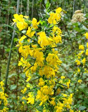 Fotografia 1 da espécie Genista falcata no Jardim Botânico UTAD