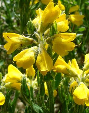 Fotografia 4 da espécie Genista tournefortii subesp. tournefortii no Jardim Botânico UTAD