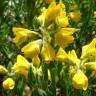 Fotografia 4 da espécie Genista tournefortii subesp. tournefortii do Jardim Botânico UTAD