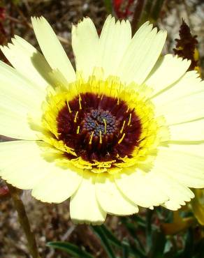 Fotografia 1 da espécie Hispidella hispanica no Jardim Botânico UTAD