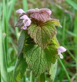 Fotografia da espécie Lamium purpureum