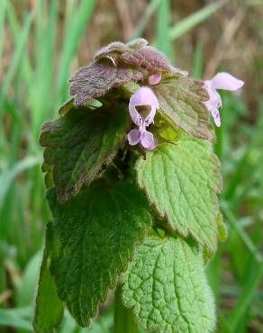 Fotografia 3 da espécie Lamium purpureum no Jardim Botânico UTAD