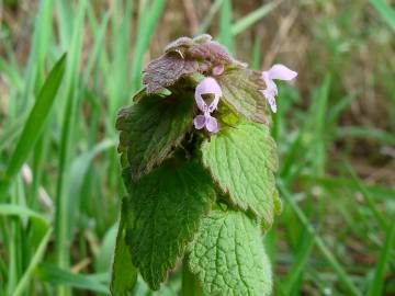 Fotografia da espécie Lamium purpureum