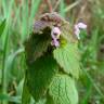 Fotografia 3 da espécie Lamium purpureum do Jardim Botânico UTAD