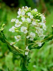 Fotografia da espécie Lepidium heterophyllum