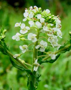 Fotografia 1 da espécie Lepidium heterophyllum no Jardim Botânico UTAD