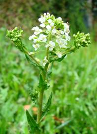 Fotografia da espécie Lepidium heterophyllum