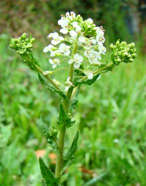 Fotografia 5 da espécie Lepidium heterophyllum no Jardim Botânico UTAD