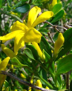 Fotografia 5 da espécie Chrysojasminum fruticans no Jardim Botânico UTAD